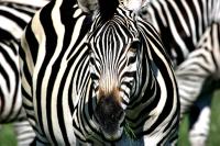 Zebras in the Moremi National Park